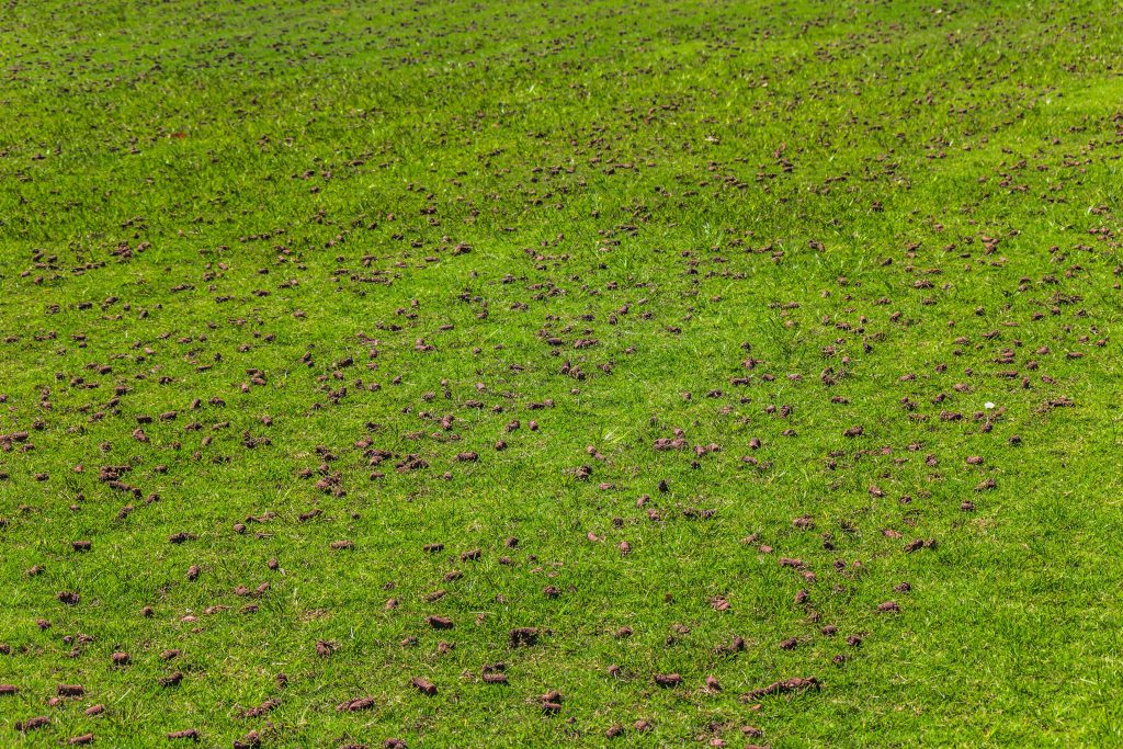 lawn aeration cores